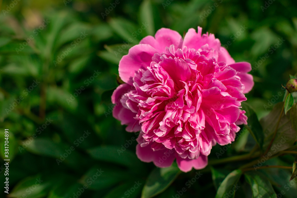 Bright colorful flower on dark green foliage nature background. Close up macro shot of pink peony bud. Beautiful summer spring natural fonts. Greeting card, screensaver concept, copy space