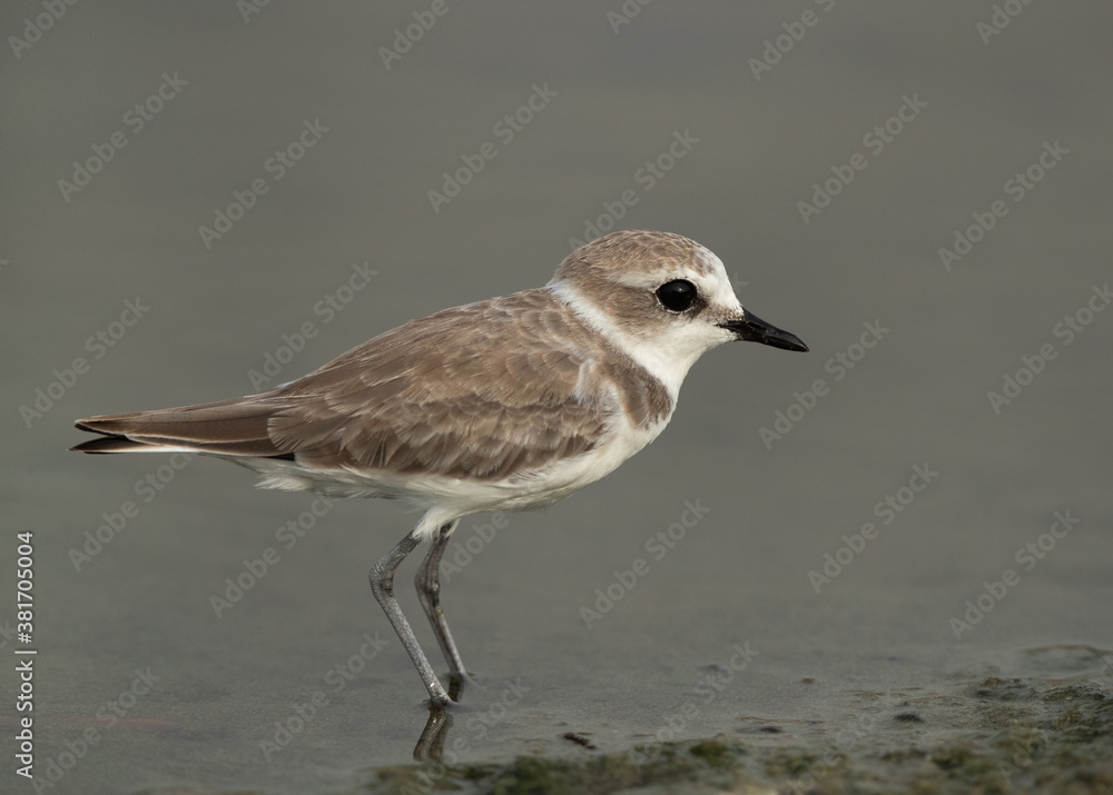 Portrait of a Greater sand plover at Busaiteen coast of Bahrain Portrait of a Greater sand plover at Busaiteen coast of Bahrain