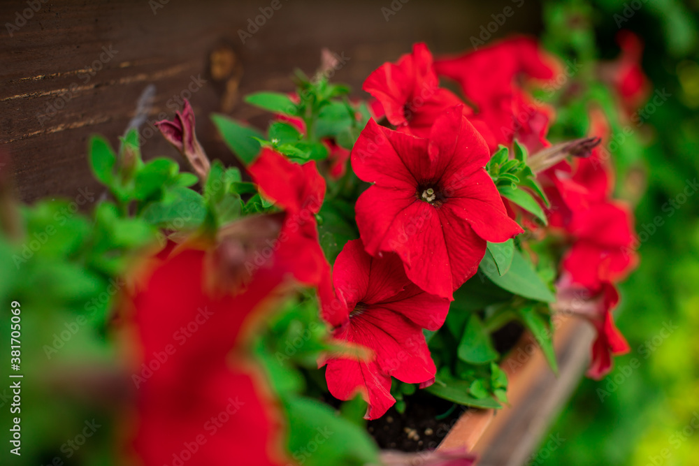 Colorful flower bed pot with beautiful red blomming petunia flowers with open buds. Gardining, planting, countryside, floriculture concept. Floral nature background. Symbol of strength Colorful flower bed pot with beautiful red blomming petunia flowers with open buds. Gardining, planting, countryside, floriculture concept. Floral nature background. Symbol of strength