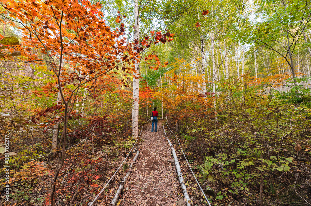Tourist woman standing in birch forest with colorful maple at Inje national park