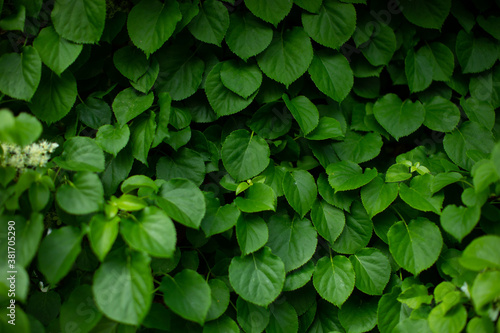 Macro shot of green leaf shrub texture natural spring summer background. Lush leaves, fresh green color. Wall shrubs