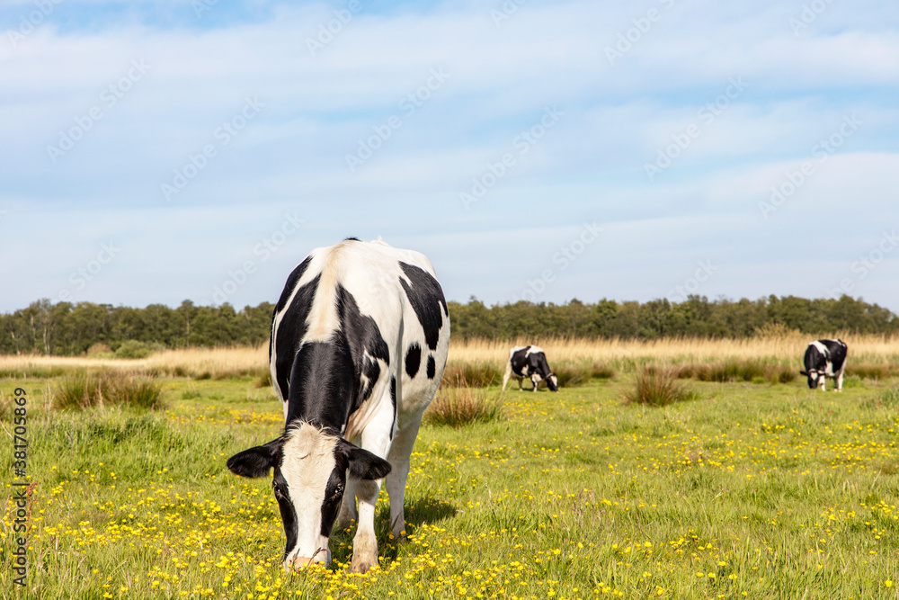 Grazing black and white cow from in a green meadow with yellow flowers and a blue sky, blossom brassica rapa Grazing black and white cow from in a green meadow with yellow flowers and a blue sky, blossom brassica rapa