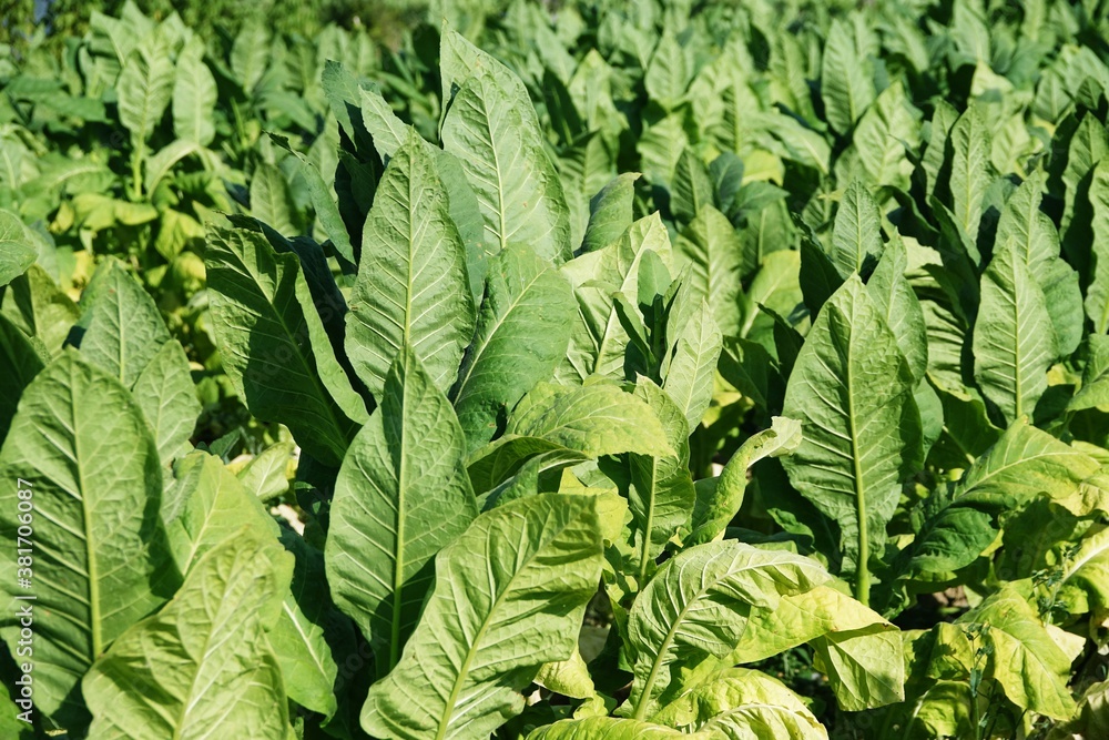 Close up detail of tuscan tobacco leaf. Sansepolcro, Tuscany / Italy Close up detail of tuscan tobacco leaf. Sansepolcro, Tuscany / Italy