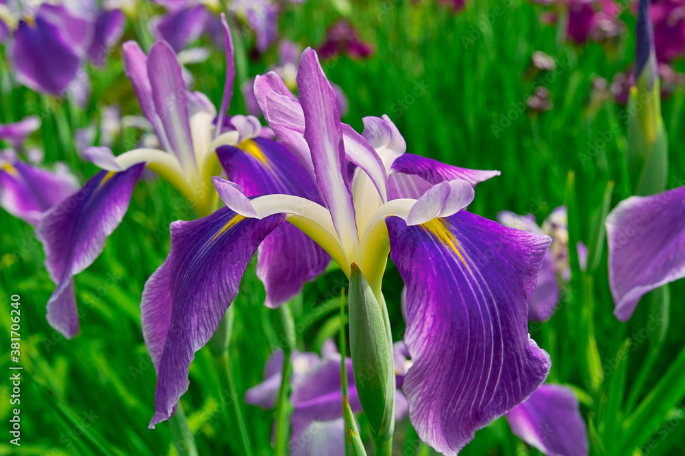 菖蒲 菖蒲