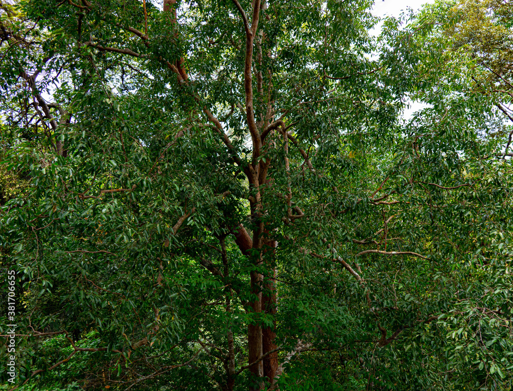 Obraz premium Indonesian forest 