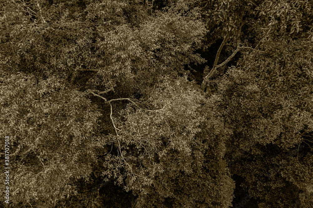 Fotografie Indonesian forest