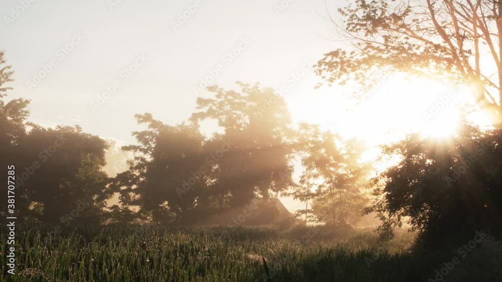 Timelapse of Light Rays Shining Though the Woods Timelapse of Light Rays Shining Though the Woods