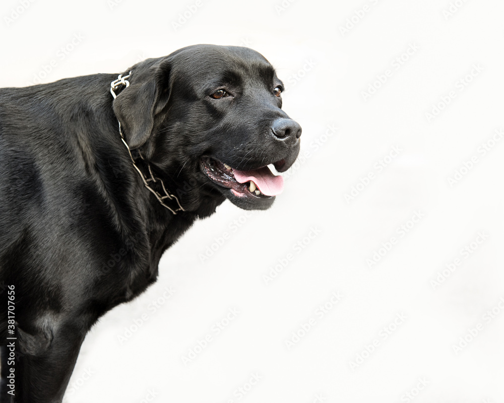 Black labrador retriever dog standing. White background. Copy space, isolated on white.