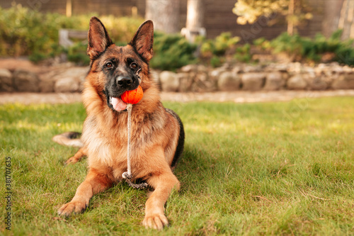 Portrait of a German shepherd with a orange ball in the mouth lying on grass. Purebred dog in Autumn park.