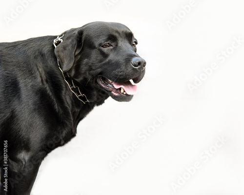 Fototapeta Naklejka Na Ścianę i Meble -  Black labrador retriever dog standing. White background. Copy space, isolated on white.