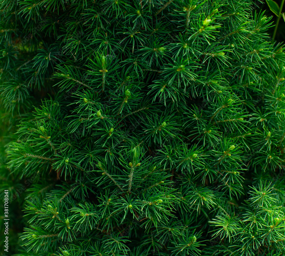 Macro shot of fresh green canadian conic spruce wallpaper floral nature background. Green leaf shrub spring summer texture. Screensaver, natural fonts, Wall shrubs Macro shot of fresh green canadian conic spruce wallpaper floral nature background. Green leaf shrub spring summer texture. Screensaver, natural fonts, Wall shrubs