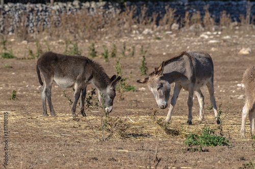 Group of donkeys grazing in the countryside