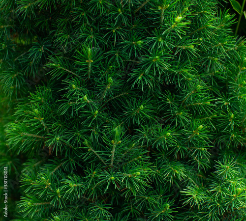 Macro shot of fresh green canadian conic spruce wallpaper floral nature background. Green leaf shrub spring summer texture. Screensaver  natural fonts  Wall shrubs