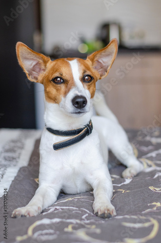 Cute red dog jack russell terrier on bed at home