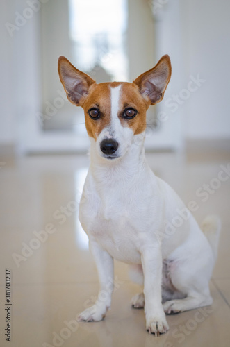 Cute sitting red dog jack russell terrier 