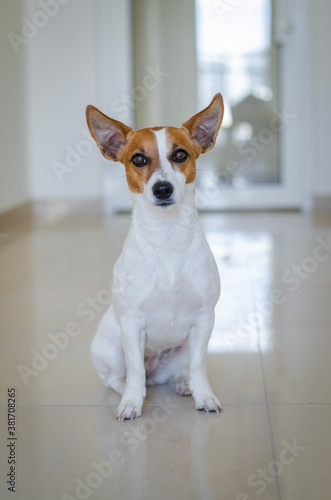 Cute sitting red dog jack russell terrier © Sergii