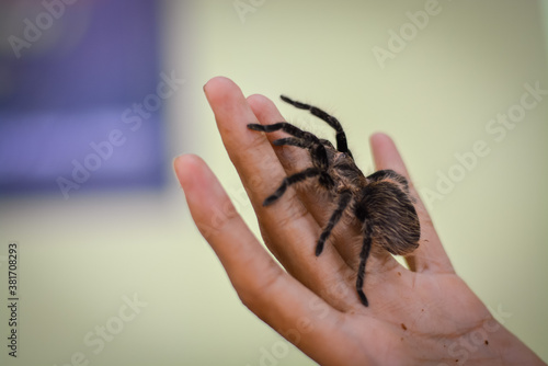 Photography Tarantula in hand