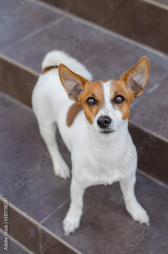 Cute red dog jack russell terrier