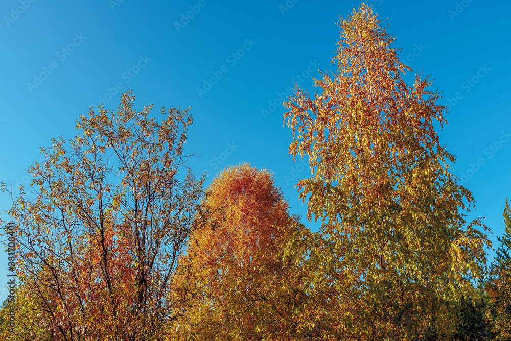 Bright colors of autumn in a mixed forest.
