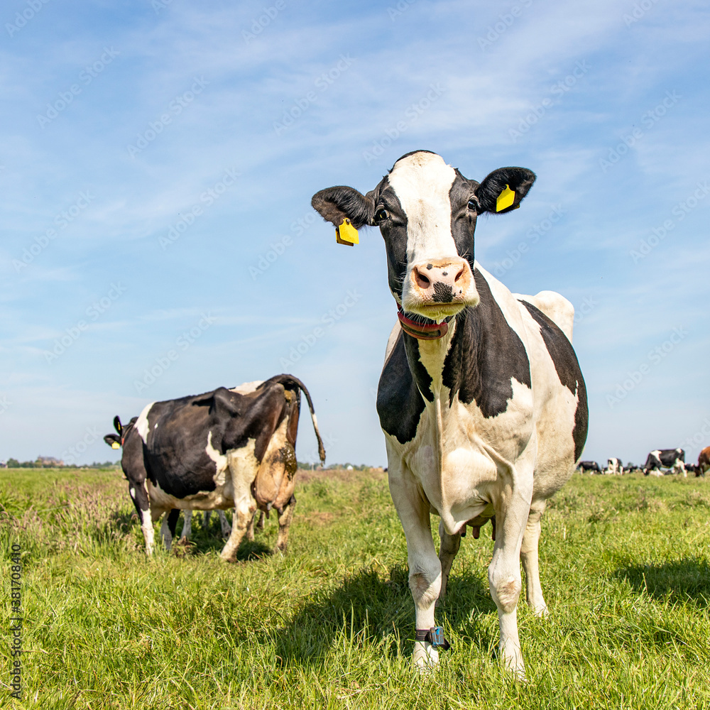 Funny black and white cow, standing on green grass in a green meadow in the Netherlands, friesian holstein and a blue sky.