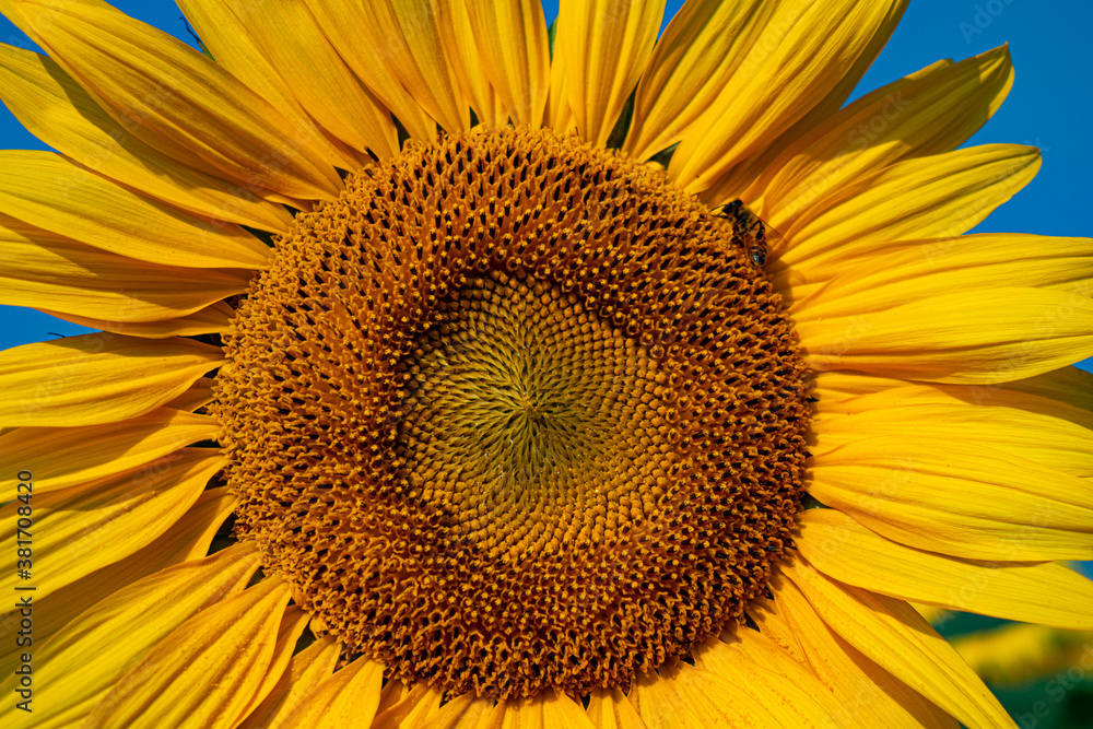 Naklejka premium a single sunflower: helianthus annuus