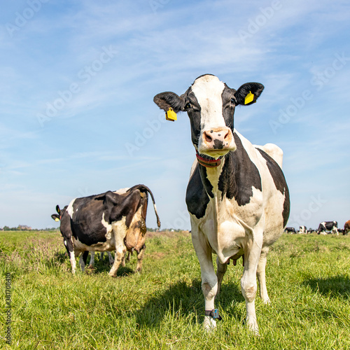 Funny black and white cow, standing on green grass in a green meadow in the Netherlands, friesian holstein and a blue sky.