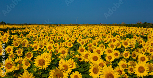 Fotografia many sunflowers