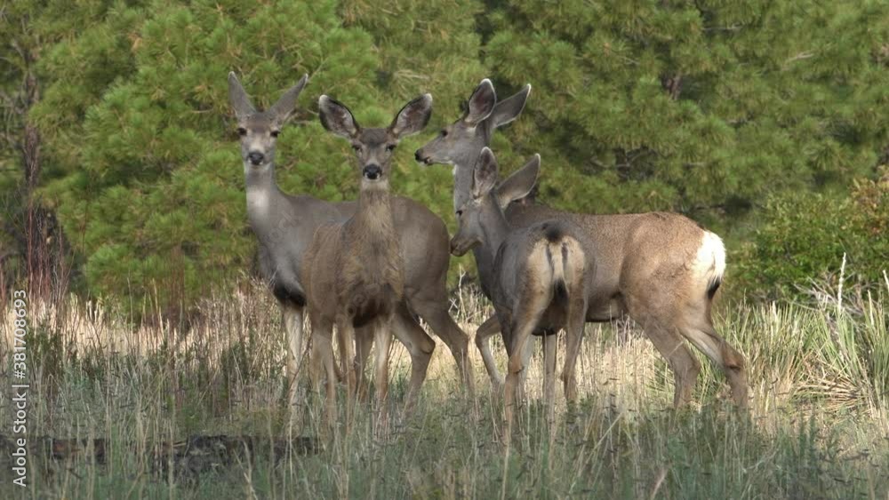 Small herd of female mule deer does with big ears looks directly at camera in Bandelier National Monument in New Mexico. Professional high definition 4K video of healthy North American wildlife. Small herd of female mule deer does with big ears looks directly at camera in Bandelier National Monument in New Mexico. Professional high definition 4K video of healthy North American wildlife.