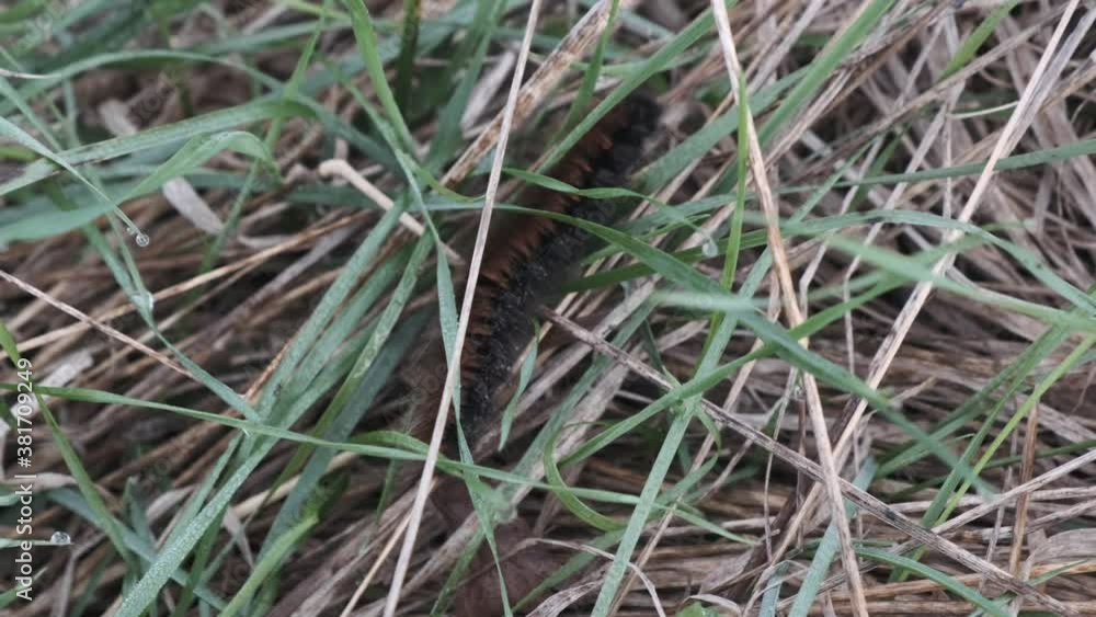 fox moth caterpillar close up macro shot crawling in the grass fox moth caterpillar close up macro shot crawling in the grass