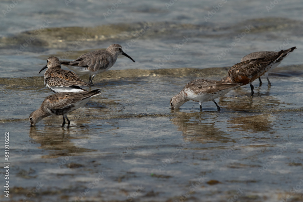 Dunlins feeding at Busaiteen coast, Bahrain Dunlins feeding at Busaiteen coast, Bahrain