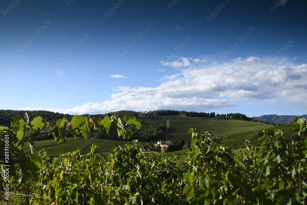 green vine leaves in Tuscany with blue sky. Italy