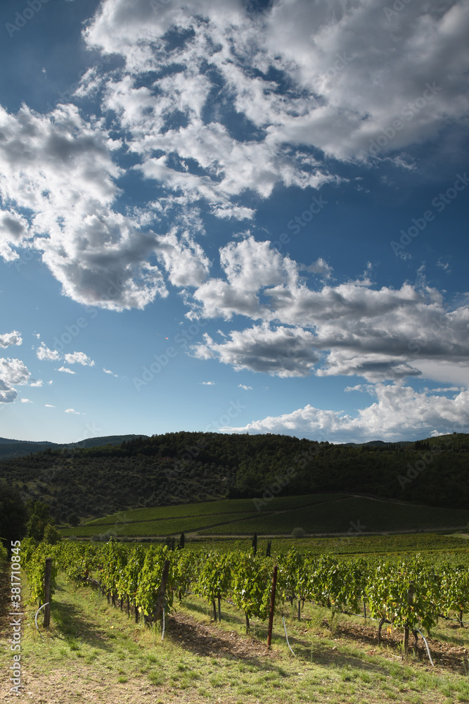 beautiful vineyards in the Chianti Classico region of Tuscany near Florence, autumn season. Italy.