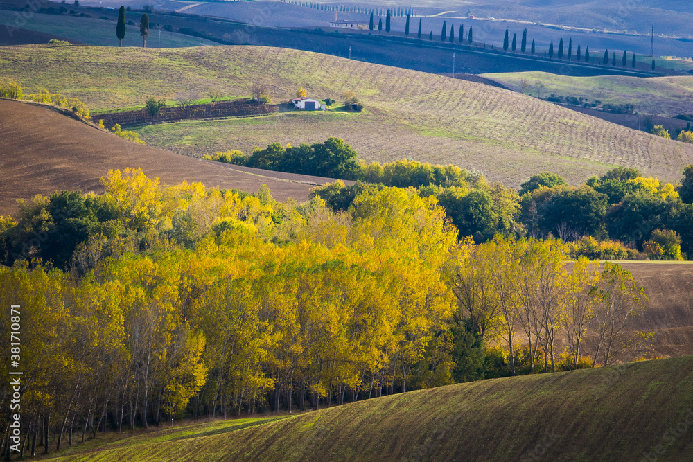 landscape in the autumn wiith yellow trees, tuscany meadow, italy