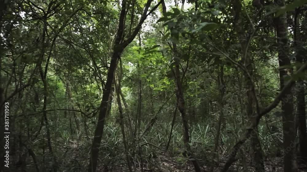 Daytime forest landscape. Pan left, circling Daytime forest landscape. Pan left, circling