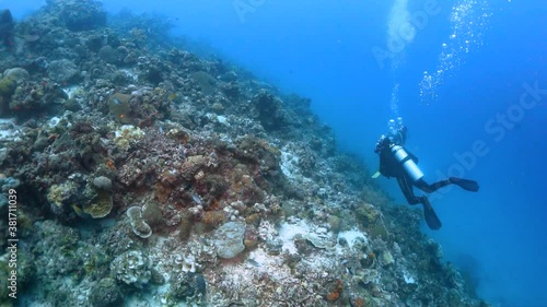 Wallpaper Mural Two Scuba Divers in the Deep Ocean Swim Over Amazing Coral Reef while Breathing Bubbles, Philippines Torontodigital.ca