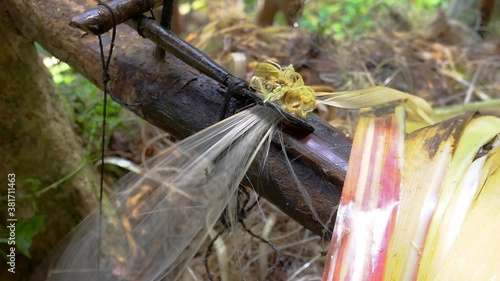 Traditional Way of Making Abaca Fiber in the Woods in the Philippines Close up Shot photo