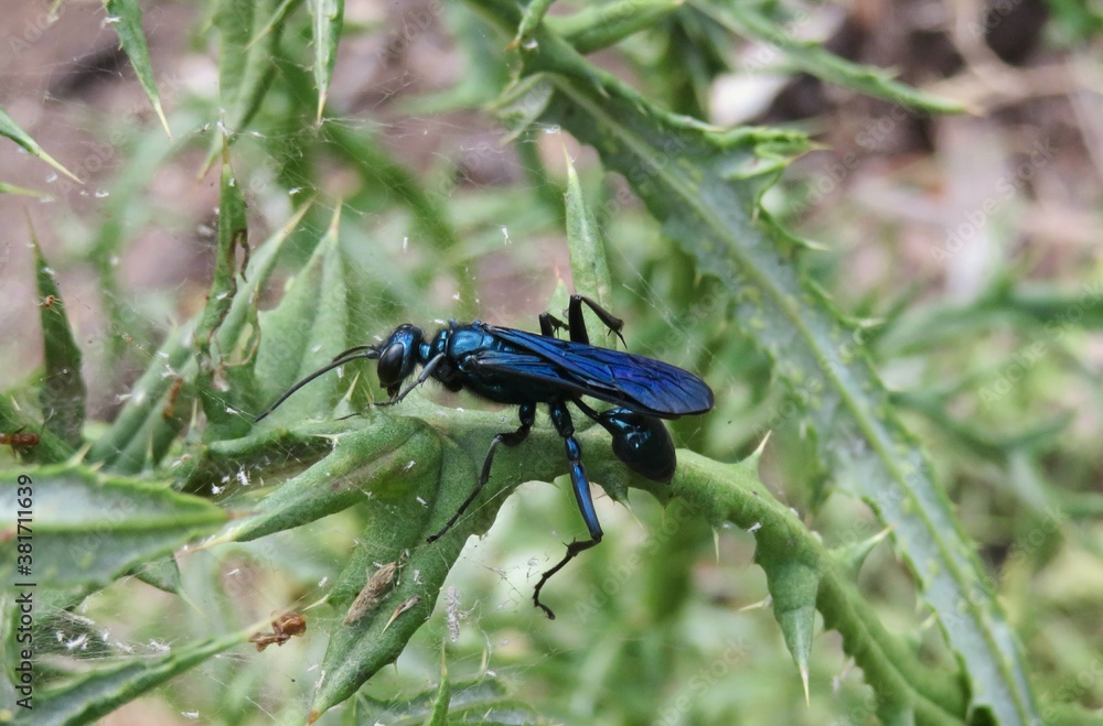Tropical blue mud dauber wasp (chalybion californicum) on green plant in Florida wild, closeup Tropical blue mud dauber wasp (chalybion californicum) on green plant in Florida wild, closeup
