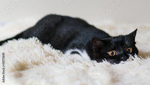 Portrait of cute bicolor british short hair kitten of 4 months old. Selective soft focus. black and white cat