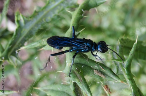 Vászonkép Blue digger wasp on plant, closeup