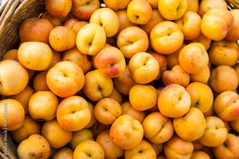 Close-up fruit heap of fresh apricots picked from the orchard Close-up fruit heap of fresh apricots picked from the orchard