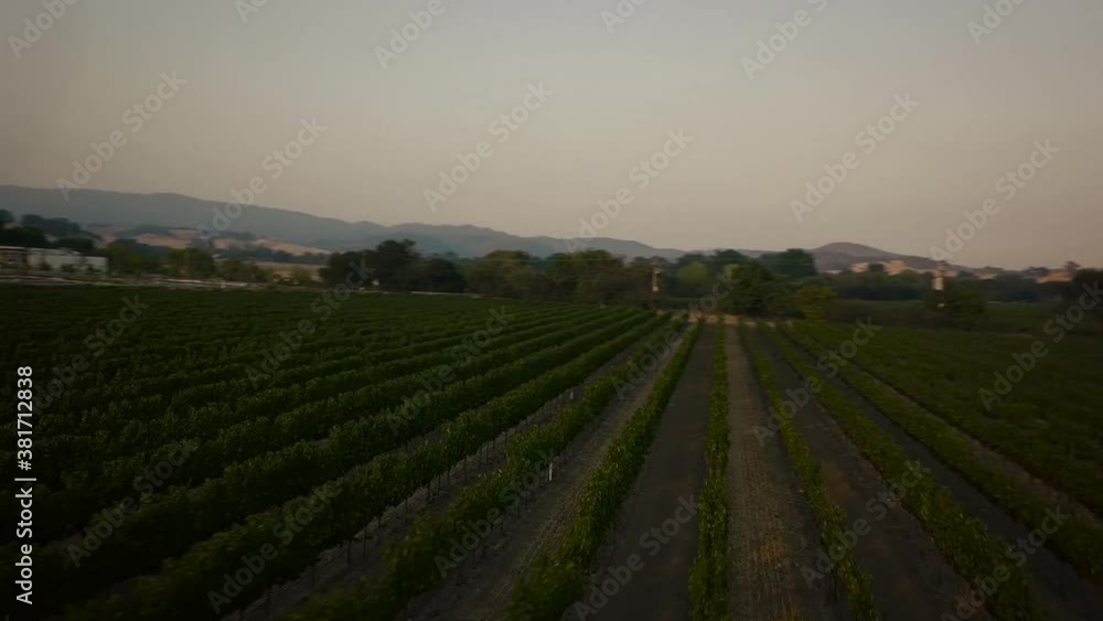 Aerial sunset view over vineyards in Northern California. Aerial sunset view over vineyards in Northern California.