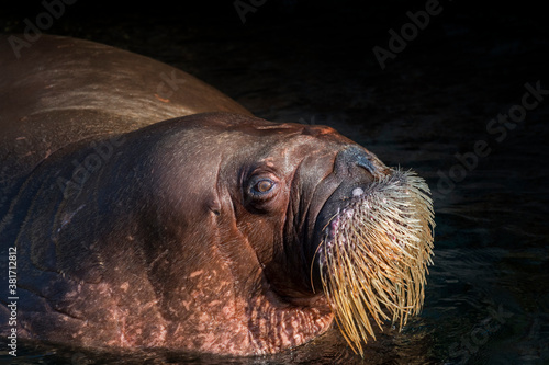 Walrus (Odobenus rosmarus) swimming in water, close up of head showing whiskers / vibrissae