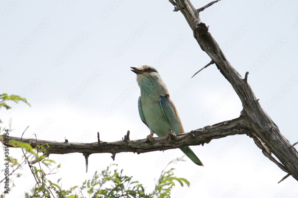 Photo Taken in Kruger National Park Photo Taken in Kruger National Park