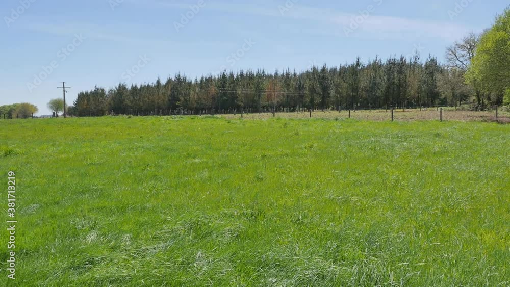 Lush green grass field with forest in background during a sunny day. Lush green grass field with forest in background during a sunny day.