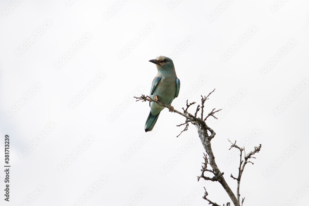 Photo Taken in Kruger National Park Photo Taken in Kruger National Park
