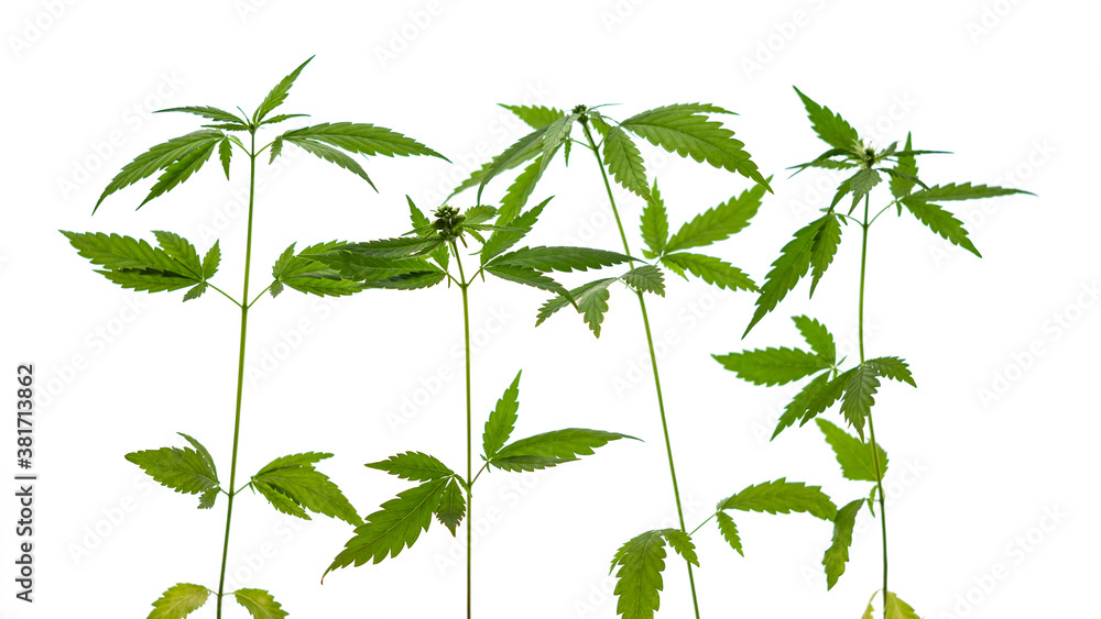Green cannabis plants on white background