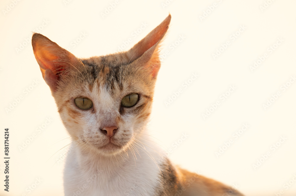 A highkey image of domestic cat,  Bahrain