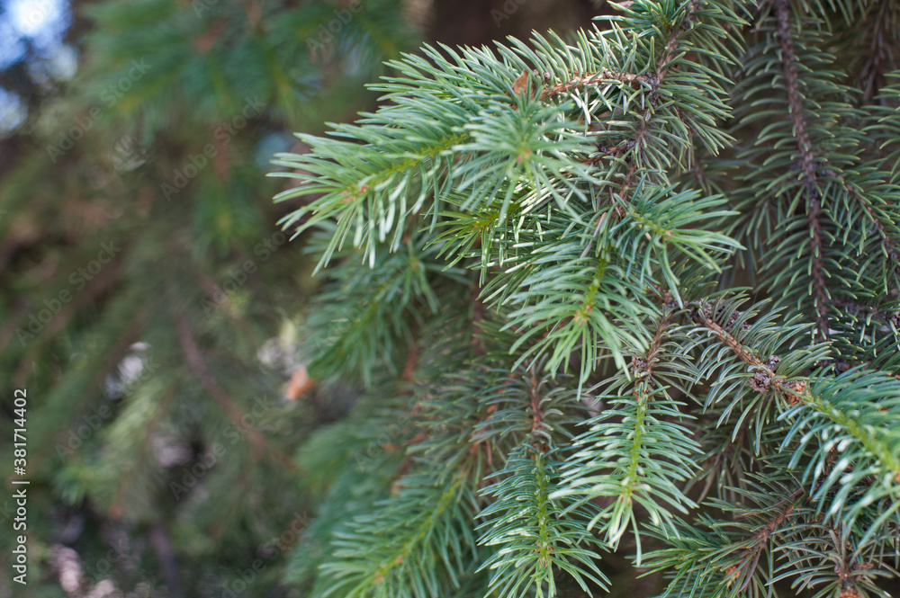 Natural background of green spruce. Coniferous tree Natural background of green spruce. Coniferous tree