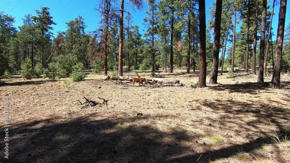 On the open range in the Northern Arizona Kaibab National Forest, a lone calf walks across the open field looking for its mother. On the open range in the Northern Arizona Kaibab National Forest, a lone calf walks across the open field looking for its mother.