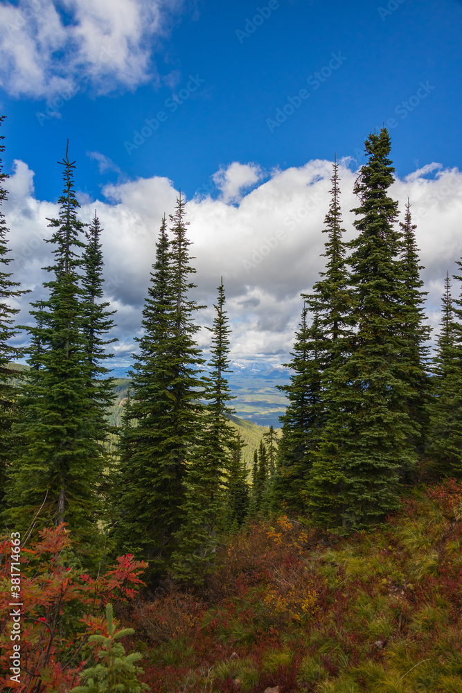 Pine trees, Fall foliage and white clouds Pine trees, Fall foliage and white clouds